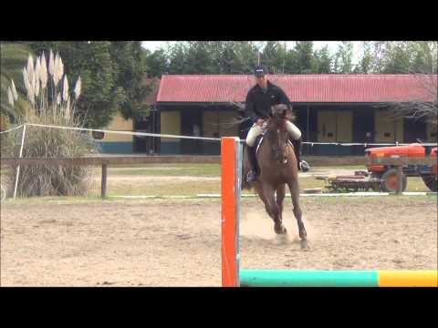 Chestnut Equitation Horse