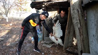 Бездомни кучета умъртвиха десетки пуйки и кокошки на стопанин от село Прилепци