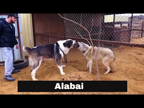 The Alabai "Central Asian Shepherd" #alabai #centralasianshepherddog