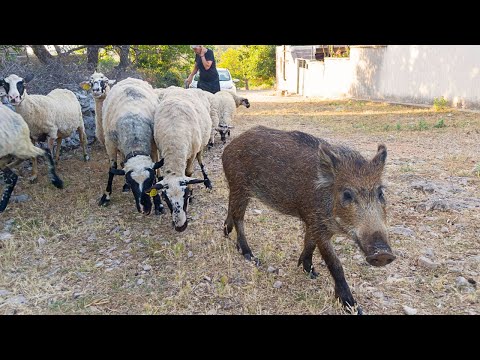 Postao ljubimac u selu i pas ovčar. Mladi divlji vepar živi sa ovcama.