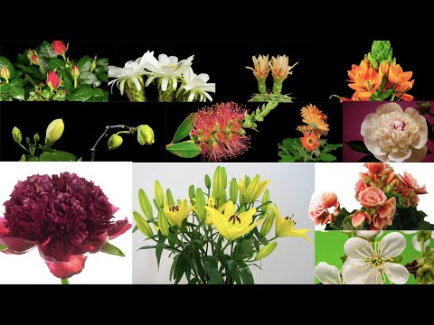 Watch Breathtaking Colors of Nature in 4K I Beautiful Flowers Blooming I Time-Lapse - Relax Music