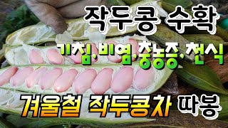 작두콩 수확햇어요 작두콩 알크게 하려면 꼭 이건만 알아두세요 작두콩재배법