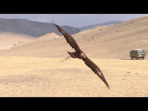 Price s istoka 212 - Mongolija: Posljednji sokolari - Subota 17:05