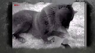 Нощни истории 3