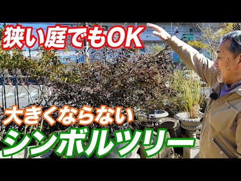 ワインベリー 植物