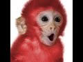 #RedMonkey - Scary Twitter Stories