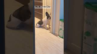 怒られてじっと見つめてきます😅（笑）#shorts