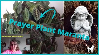 Repotting Maranta Prayers Plant  HousePlant