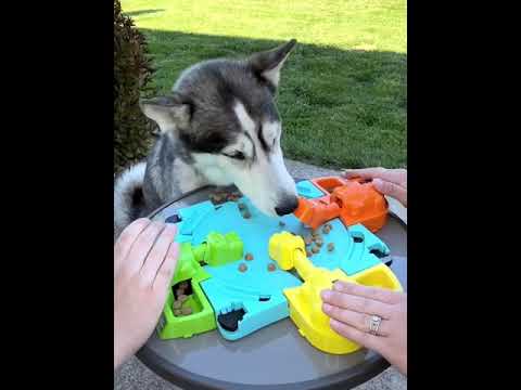 כלב האסקי חמוד משחק "היפופוטמים רעבים"