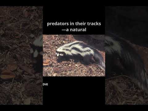 Zorilla: Africa’s Skunk with a Fearsome Defense #wildlife #wildlifedocumentary #animals