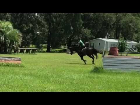 Atrax Robustus 7/9/17