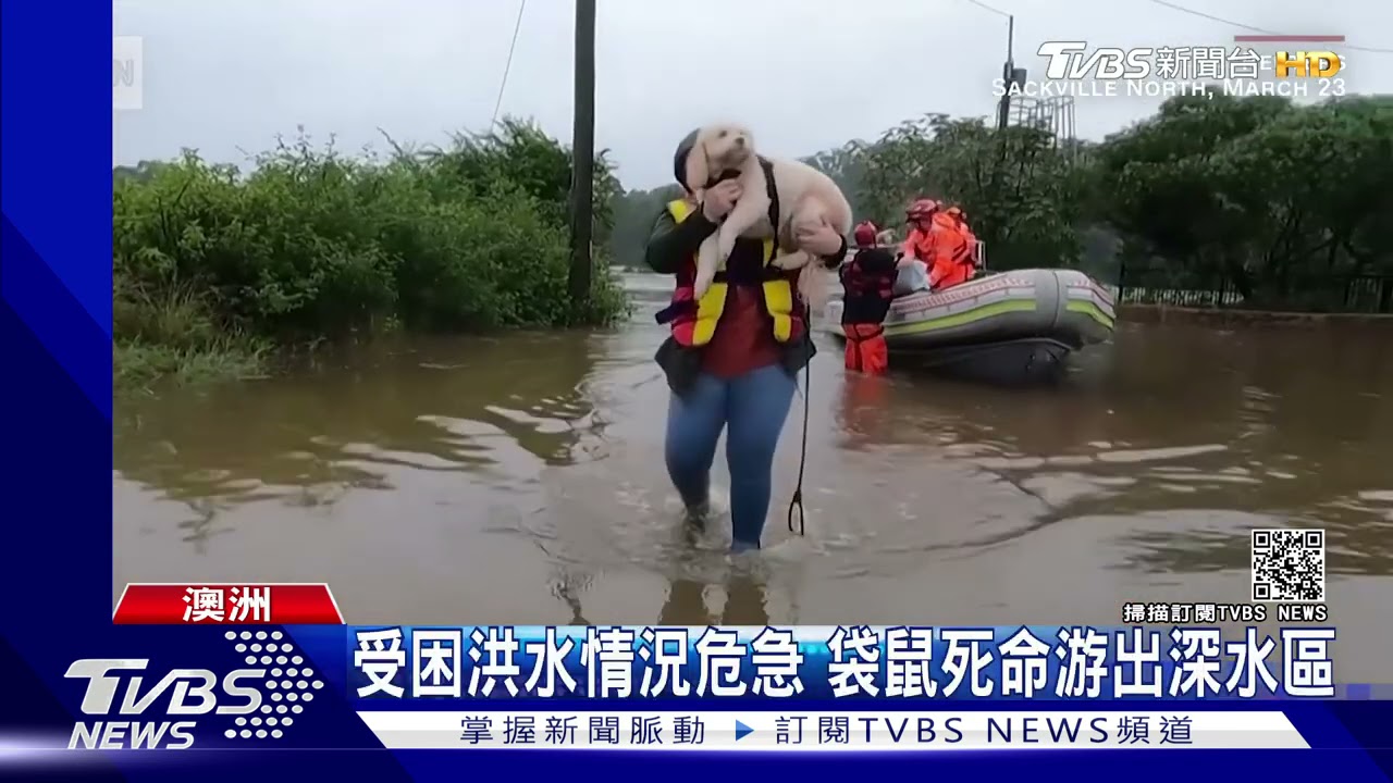 去年乾旱今年洪災 澳洲東岸暴雨 蜘蛛爬滿民宅