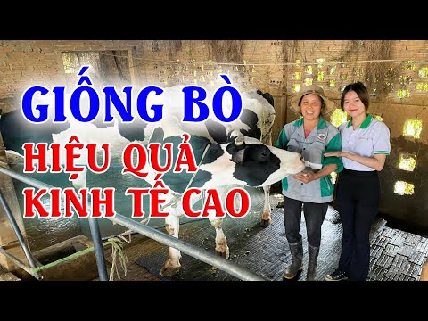 , title : 'NUÔI BÒ SỮA Cho Thu Nhập Ổn Định Trong Đại Dịch | Mô Hình Chăn Nuôi Bò Sữa Vệ Tinh Tại Đan Phượng'