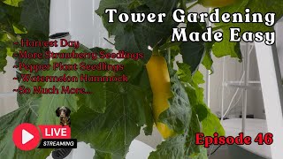📱 Tower Gardening Made Easy LIVE CAM #towergarden #hydroponicgardening #garden #farm #aeroponic