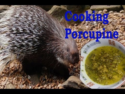 download lagu mp3 mp4 Porcupine Meat For Sale, download lagu Porcupine Meat For Sale gratis, unduh video klip Porcupine Meat For Sale