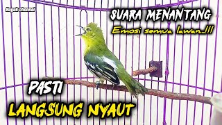 Download lagu Burung sirtu cipoh gacor suaranya paling Ampuh bikin cipoh apapun pasti Langsung nyaut‼️✅️ mp3
