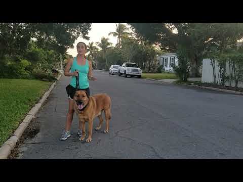 download lagu mp3 mp4 Four Paws Leash, download lagu Four Paws Leash gratis, unduh video klip Four Paws Leash