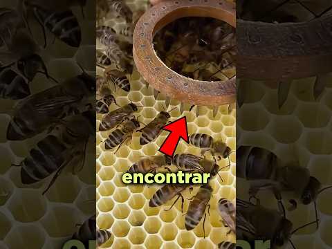 Él Utilizó Una Herramienta Especial Para Localizar a la Abeja Reina!