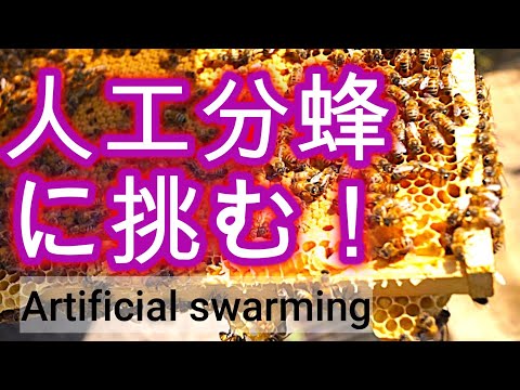 経済学科 晴蜂雨読 第56話 ／ミツバチ群で人工分蜂に向けた準備を行う／2025年6月、その3／山崎亮一／日英字幕付き／Preparation for artificial swarming (June)