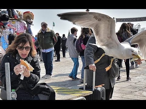 "La mia povera bambina, sembrava un film dell'orrore". Choc al Bioparco di Roma  | LE NOTIZIE DEL GI