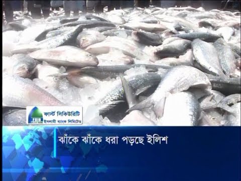 ঝাঁকে ঝাঁকে ধরা পড়ছে ইলিশ