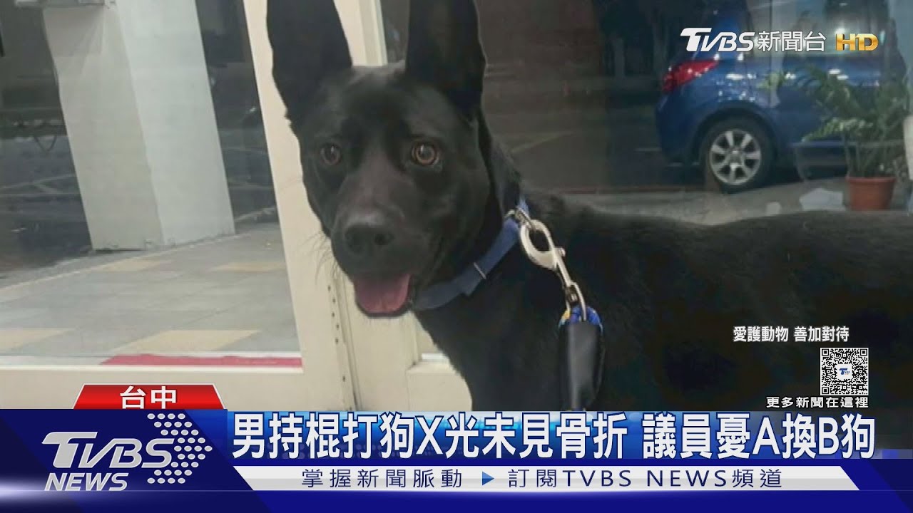台中男持棍狂毆小黑狗!痛得慘叫逃不了 議員質疑「換狗掩飾」