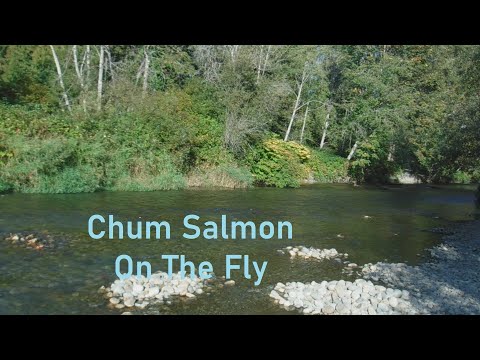 Chum Salmon ,On The Fly