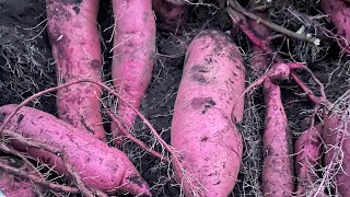 Harvesting Sweet Potatoes 🍠 Grabi Anim na Puno Lang