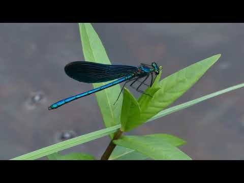 Relaxation Nature Film With Music. Beautiful Demoiselle / Calopteryx (Agrion) Virgo. (4K)