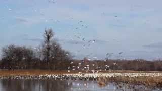 preview picture of video 'Snow Geese by the Thousands'