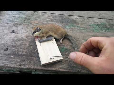 09,05,2020 Что за зверь попал в мышеловку? Слабонервным и детям не смотреть!