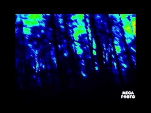 Un groupe de chevreuils aperçu dans le bois de Saule-Marie (spécial nocturne)