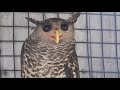 The Spot Bellied Eagle Owl Bubo Nipalensis