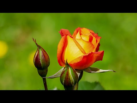 Camminiamo sulla strada