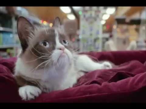 Grumpy Cat’s Worst Christmas Ever