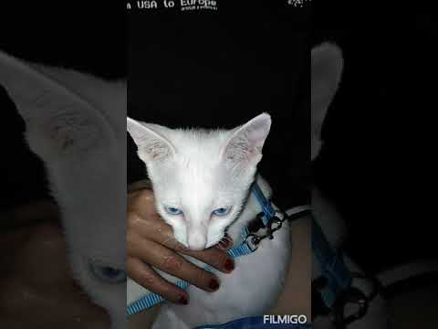 ganito dumidi kuting ko khit bawal gnyan position hyst. ❤️🤔