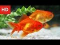 Beauty Of Goldfish HD 1080p