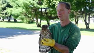 preview picture of video 'Broad-winged Hawk Release'