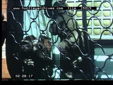 Bristol Zoo and Norwich Wildlife Park, 1950's - Film 15319