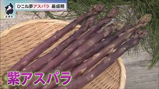 4月20日【びわ湖放送ニュース】春の宝石「ひこね夢アスパラ」最盛期