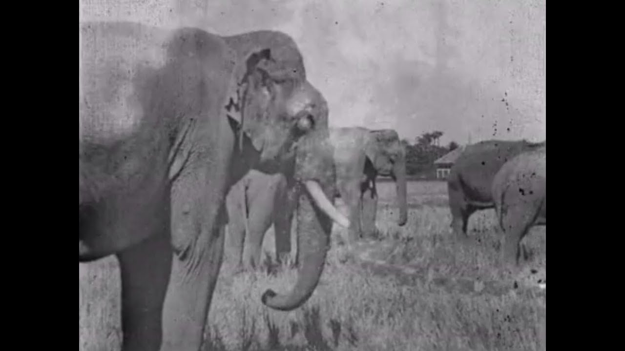 Land of the Elephants (1909)