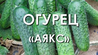 Огурец Аякс F1 Описание Отзывы Фото Огурец Аякс F1 Описание Отзывы Фото