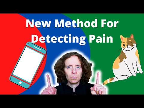 How To Tell If Your Cat Is Sick Or In Pain | New Method Explained by a Veterinarian