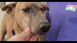 "Brian" - A big step ahead!