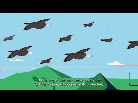 Ο Γύπας ο Πυρόχρους και η απειλή της δηλητηρίασης / The Griffon Vulture and the threat of poisoning