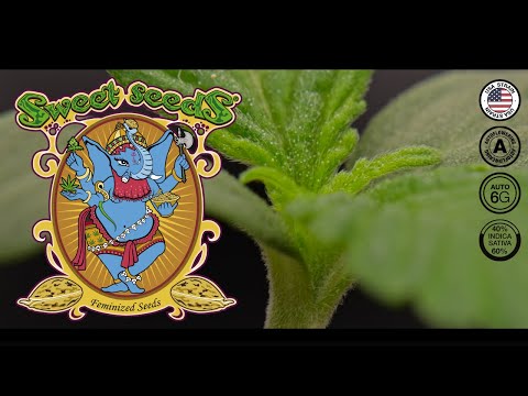 Jet Fuel Mandarine XL Auto | Week 1 | Sweet Seeds (Autoflower)