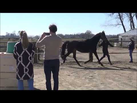 Stutfohlen v. Vivaldos - Dr. Watson