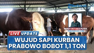 Presiden Kirim Sapi Simmental Bobot 1,1 Ton untuk Warga Bekasi Jawa Barat, Seharga Rp 85 Juta