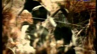 Sara - Dafür lieb ich dich