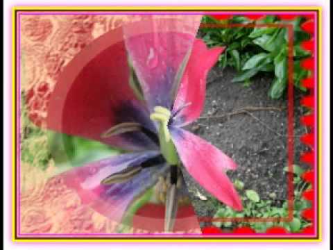 , title : 'Rostliny s květy - Plants with flowers 06'